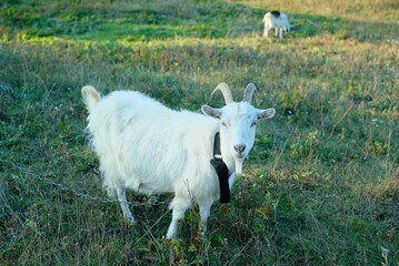 white goat on the field in Ukraine