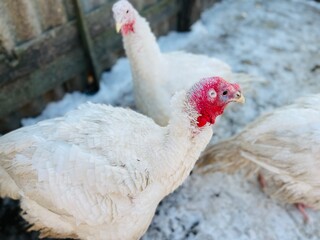 Turkeys on snowy ground on farm. From above white turkeys standing on cold snowy ground in enclosure on winter day on farm