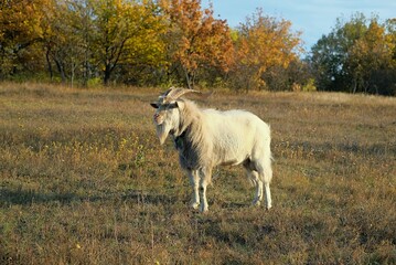 Obraz premium white goat on the field