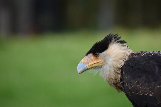 caracara cheriway Carraco primer plano