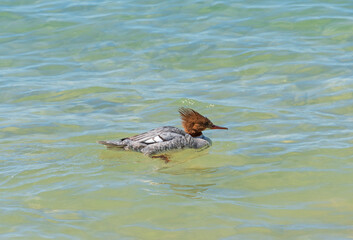 Female Common Merganser