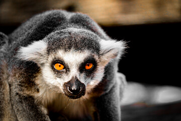 Close-up lemur's face