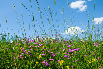 Green meadow of field colors with blue sky and background clouds.
