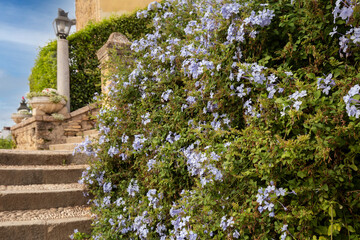 A hedge of climbing plants with lilac flowers near an ancient stone staircase