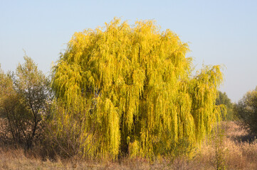 Autumnal golden black willow tree closeup with sky on background