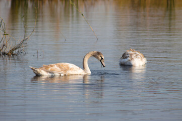 Swan searching on water closeup view with focus on foreground
