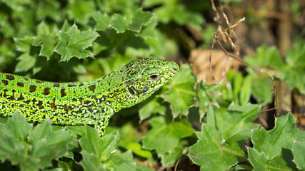 The sand lizard (lat. Lacerta agilis), of the family Lacertidae. Central Russia.