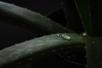 Aloe vera with water drops - obrazy, fototapety, plakaty
