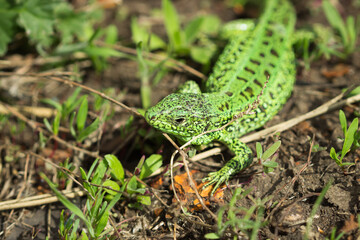 The sand lizard (lat. Lacerta agilis), of the family Lacertidae. Central Russia.