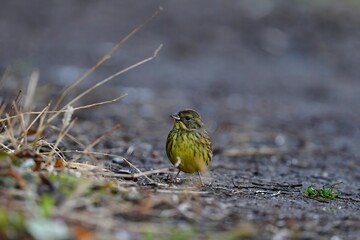 身近な公園の小鳥　緑と黄色が目立つかわいい小鳥アオジ