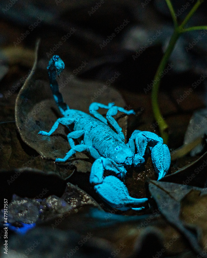 Wall mural Drakensberg Creeper Scorpion UV night