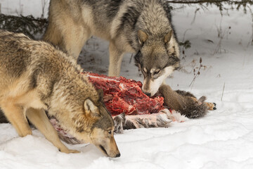 Grey Wolf (Canis lupus) Sniffs at Meat of White-tail Deer Carcass Winter