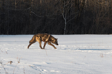 Fototapeta na wymiar Black Phase Grey Wolf (Canis lupus) Walks Right in Field Past Woods Winter