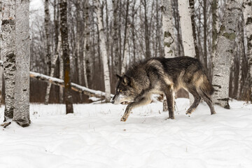 Black Phase Grey Wolf (Canis lupus) Stalks Left Through Snowy Woods Winter