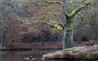 old mystic oak tree covered with green moss at the border of a lake. A bench next to the tree....
