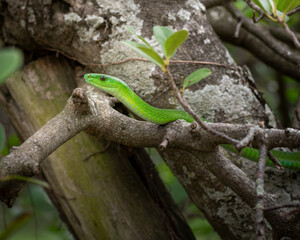 Green Mamba in tree