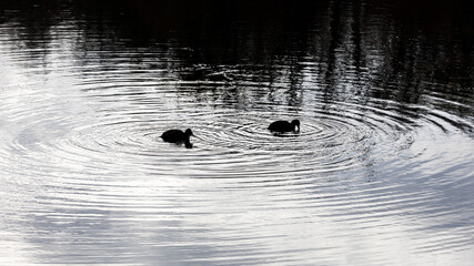 two small black ducks in a lake are producing concentric circular water ripples around....