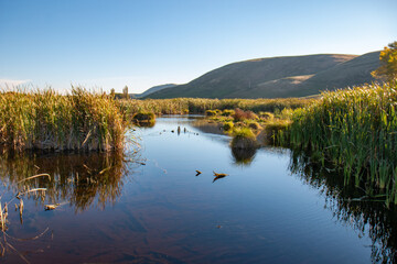 Wetland in Pekapeka Regional Park, Hawkes Bay, New Zealand - obrazy, fototapety, plakaty