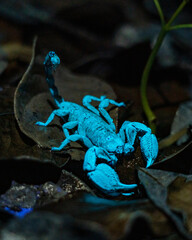 Drakensberg Creeper Scorpion UV night