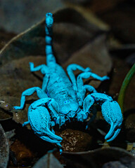 Drakensberg Creeper Scorpion UV night