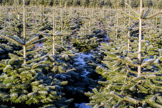 Christmas tree farm in winter
