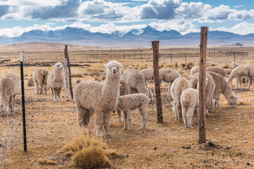 alpacas eating and grazing in the Andes mountain range surrounded by snow-capped mountains and...