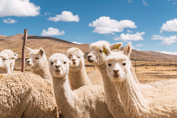alpacas eating and grazing in the Andes mountain range surrounded by snow-capped mountains and clouds with a blue sky illuminated with natural light in the heights of Peru in Latin America