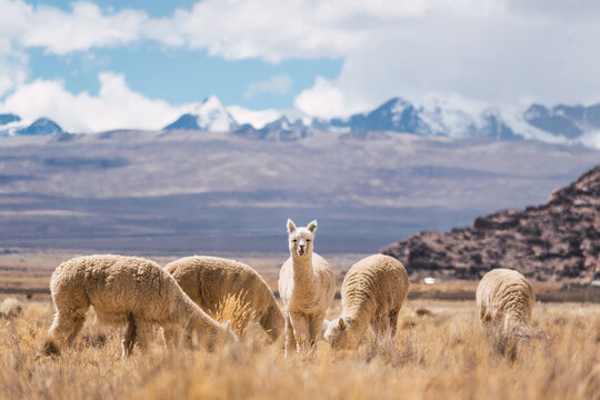 alpacas eating and grazing in the Andes mountain range surrounded by snow-capped mountains and clouds with a blue sky illuminated with natural light in the heights of Peru in Latin America
