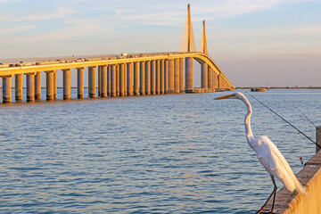 Image of crane sitting on wall in front of Tampa Bay bridge