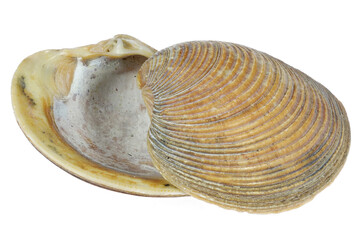 striped venus shell (Chamelaea striatula) from the Dutch North Sea coast isolated on white...