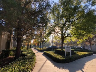 Path in park setting with light reflecting from the trees.