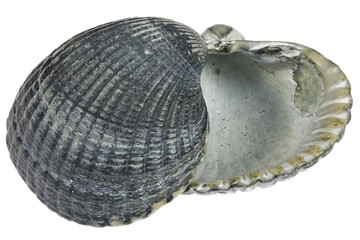 common cockle (Cerastoderma edule) from the Dutch North Sea coast isolated on white background