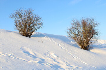 Fototapeta premium Two trees on the snowy hill in the snow and blue sky at winter sunny day
