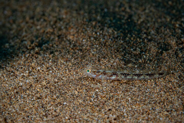 Juvenile Slender Gobi, Junge Schlankgrundel (Gobius geniporus)