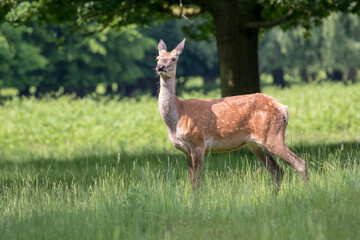 deer in the forest