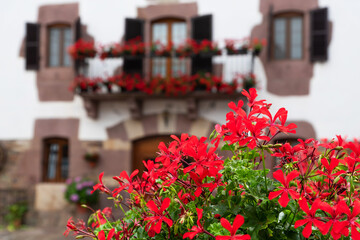 Detail red flowers in Navarrese town