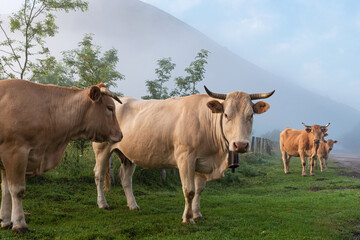 Fototapeta premium Cows