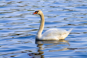 Łabędź latem na wodzie Zalewu Rybnickiego 