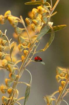 Beautiful ladybug on an unusual plant in the rays of the setting sun. Soft selective focus, amazing magical image. macro