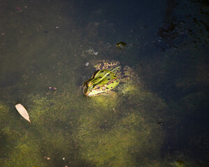 frog in the water
