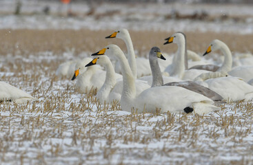 真冬の渡り鳥　男鹿半島へやってきた　ハクチョウの群れ