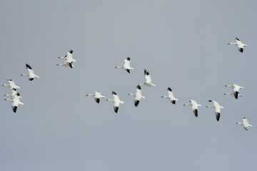 北からの真冬の渡り鳥　男鹿半島にやって来る雪の白い妖精　ハクガンの群れの飛翔