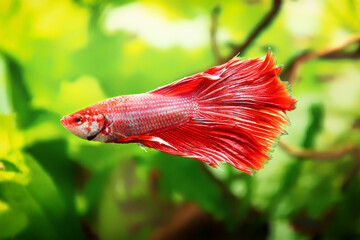 Siamese fighting fish, Betta splendens commonly known as the betta, is a freshwater fish in the...