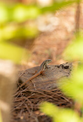Psammodromus algirus or the Large Psammodromus lizard during hunting. Algarve, Portugal.