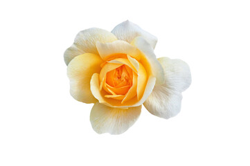 Beautiful bright white yellow rose on a white isolated background close up