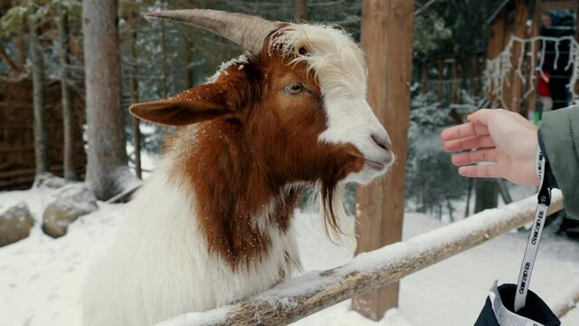 Funny goats at a livestock farm, begs for food under the snow, zoo in the mountains