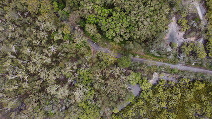 Rainforest aerial view