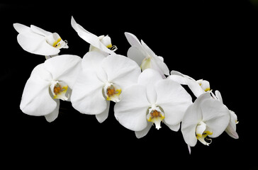 Phalaenopsis orchid against a black background