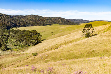 Fototapeta premium Farm field and Araucaria forest