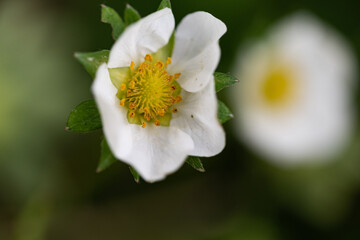 Fototapeta na wymiar Strawberry bush. Close up of white flowers and green leaves. Flowering of industrial fruits.